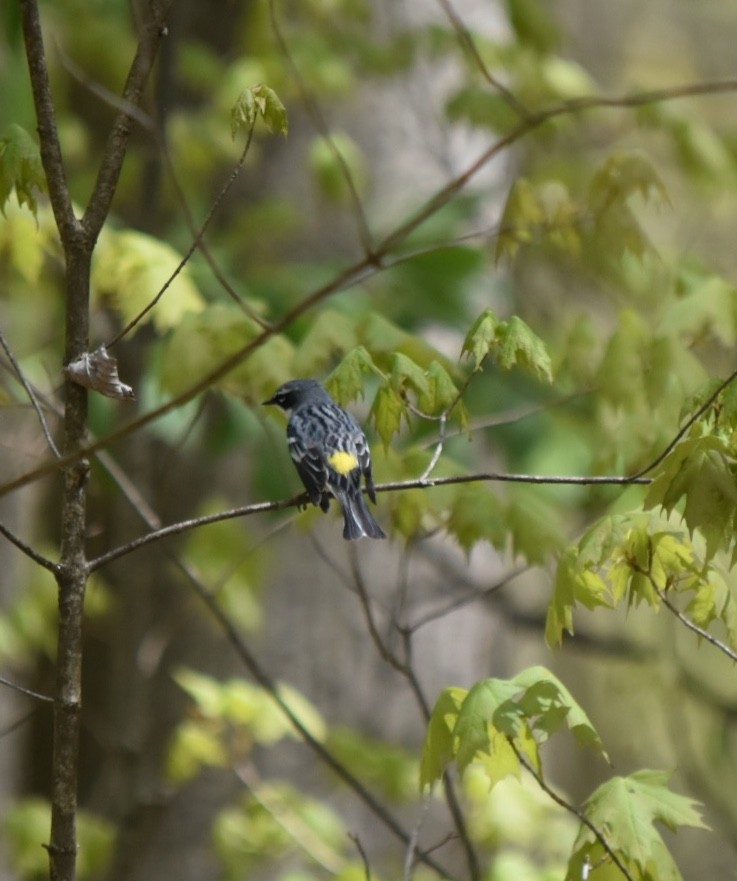 Yellow-rumped Warbler (Myrtle) - ML231775371