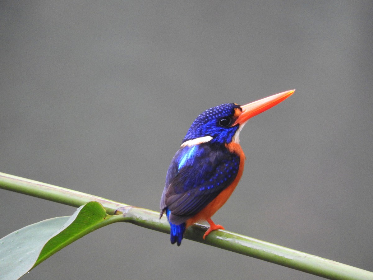 Moluccan Dwarf-Kingfisher (North Moluccan) - Pam Rasmussen