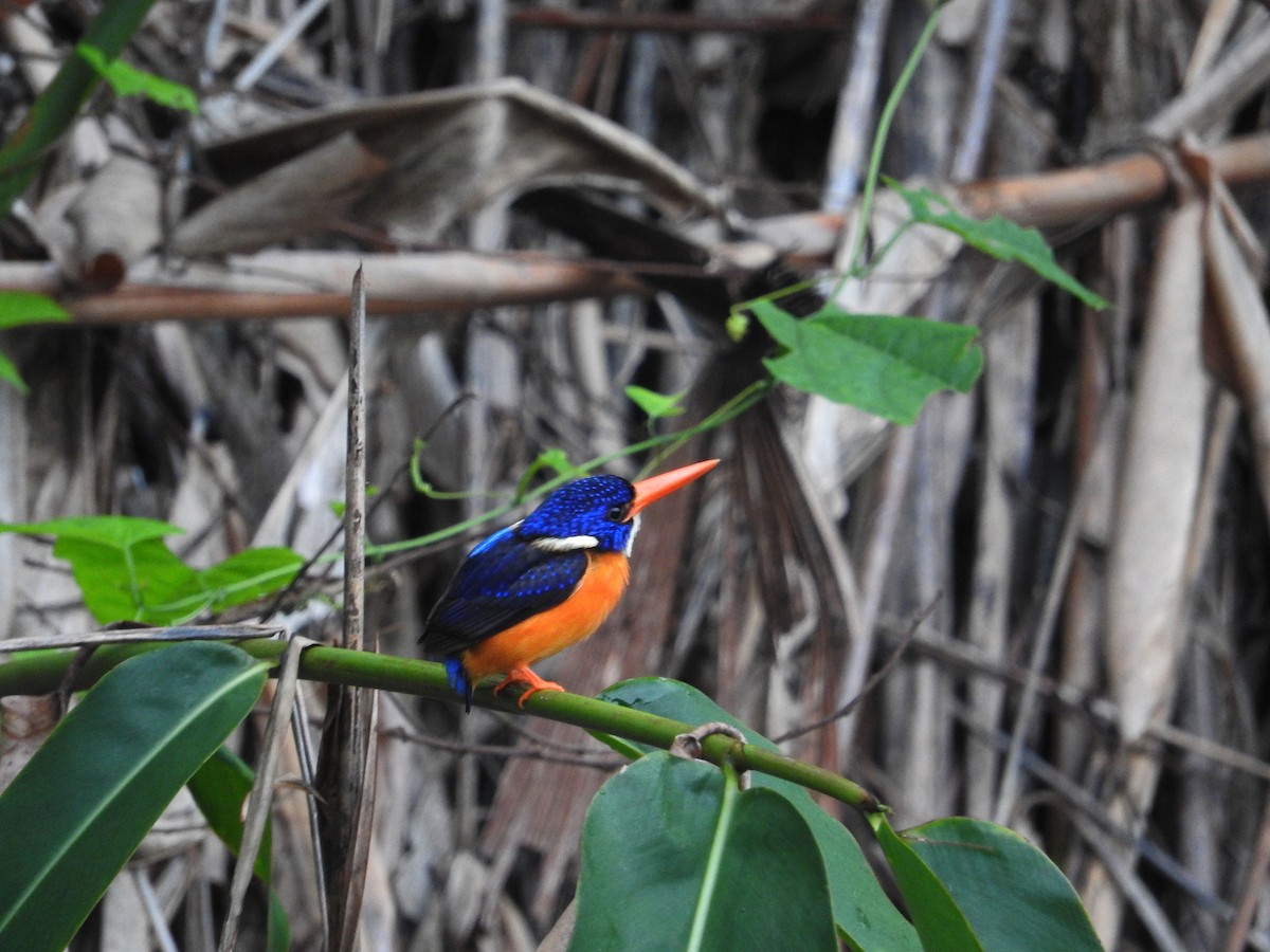 Moluccan Dwarf-Kingfisher (North Moluccan) - ML23177631