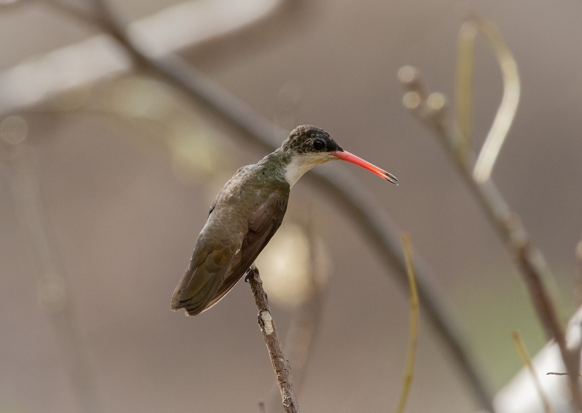 Green-fronted Hummingbird - ML231776731