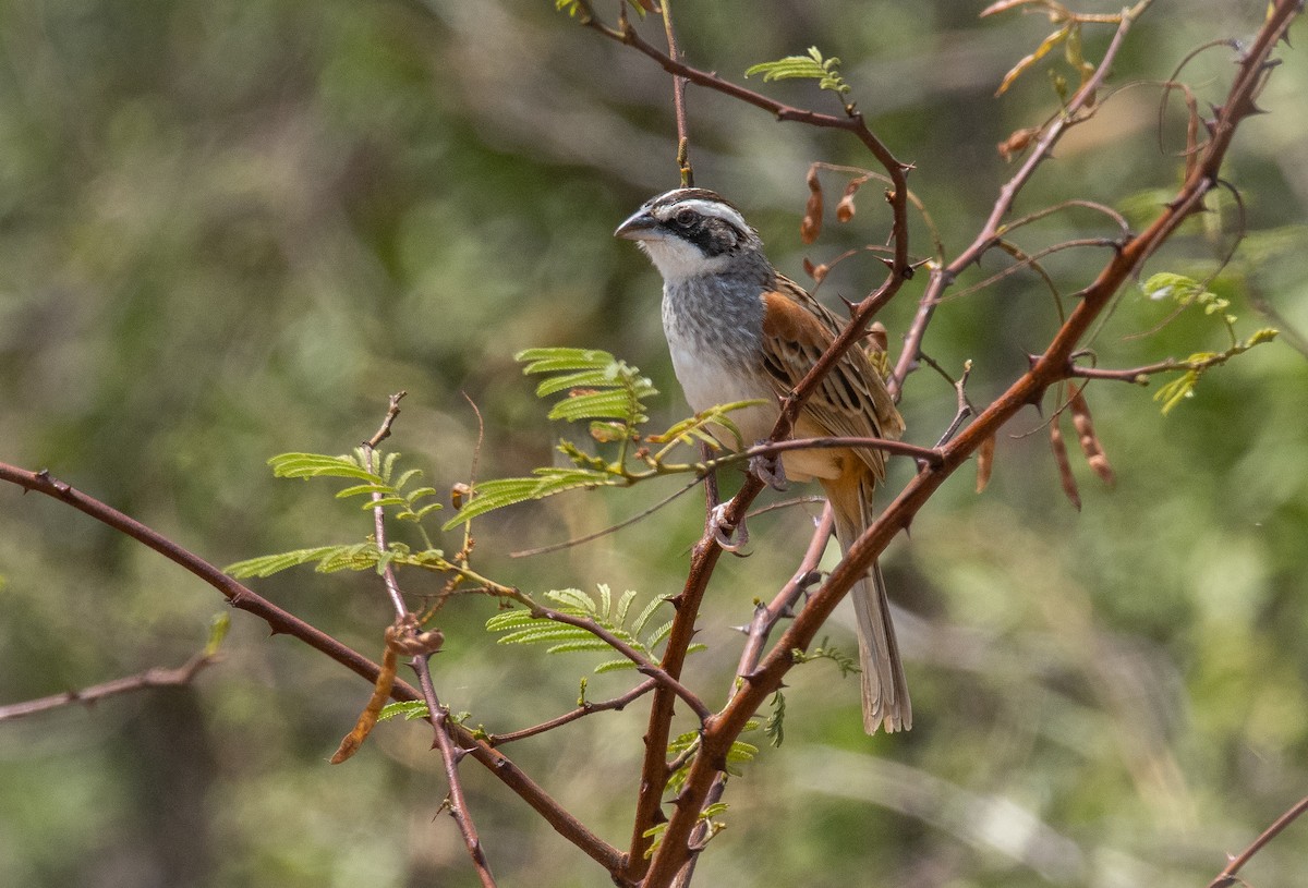 Stripe-headed Sparrow - ML231778111