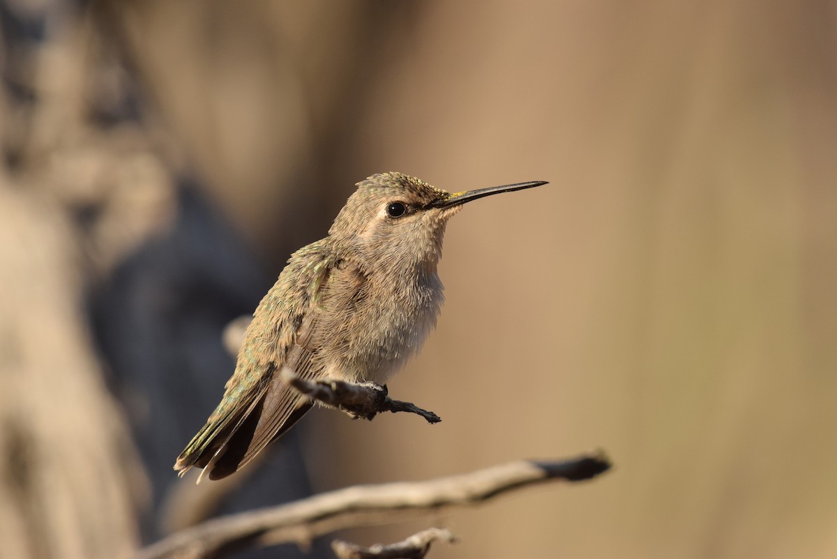 Costa's Hummingbird - ML231778131