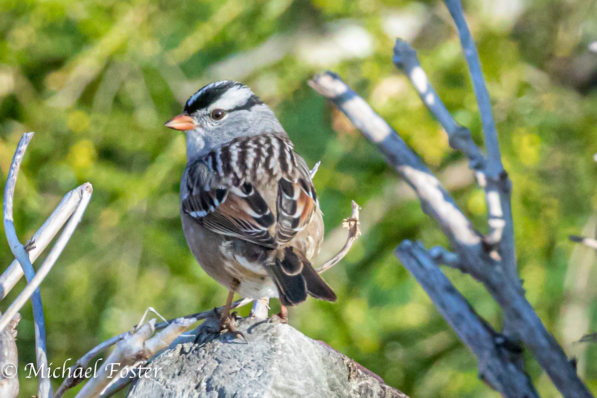 White-crowned Sparrow - ML231779101