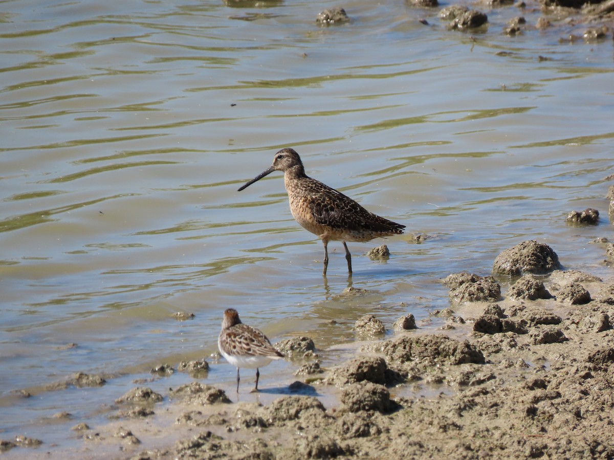 Long-billed Dowitcher - Ed Stonick