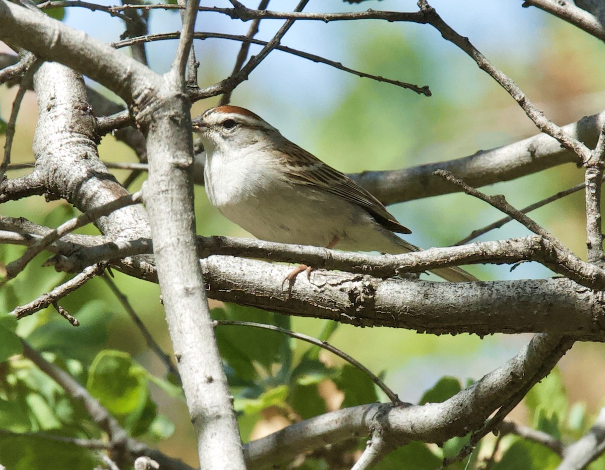 Chipping Sparrow - kasey foley