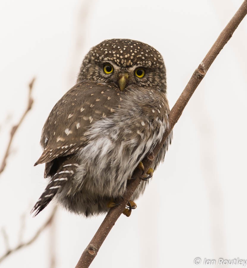 Northern Pygmy-Owl - ML23178281