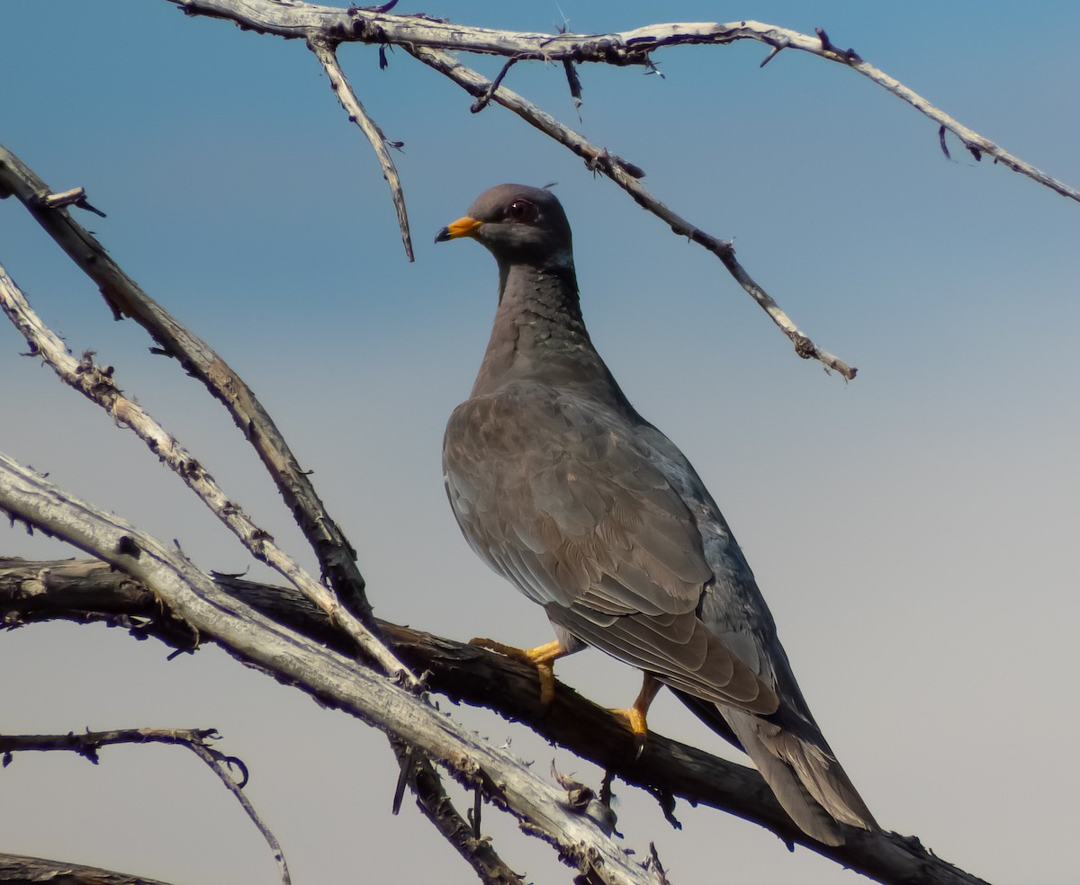 Band-tailed Pigeon - ML231783081
