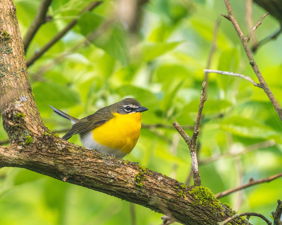Yellow-breasted Chat - ML231785781