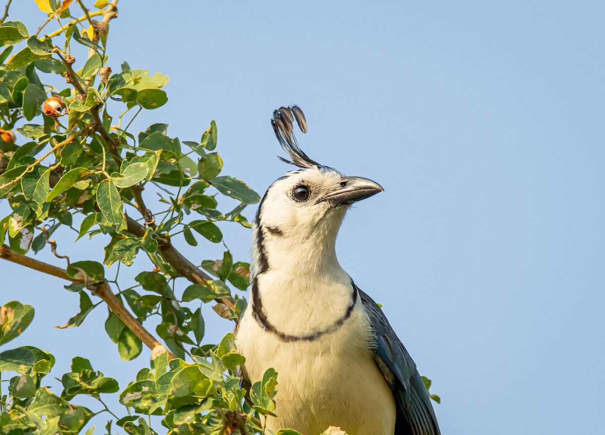 White-throated Magpie-Jay - ML231788771