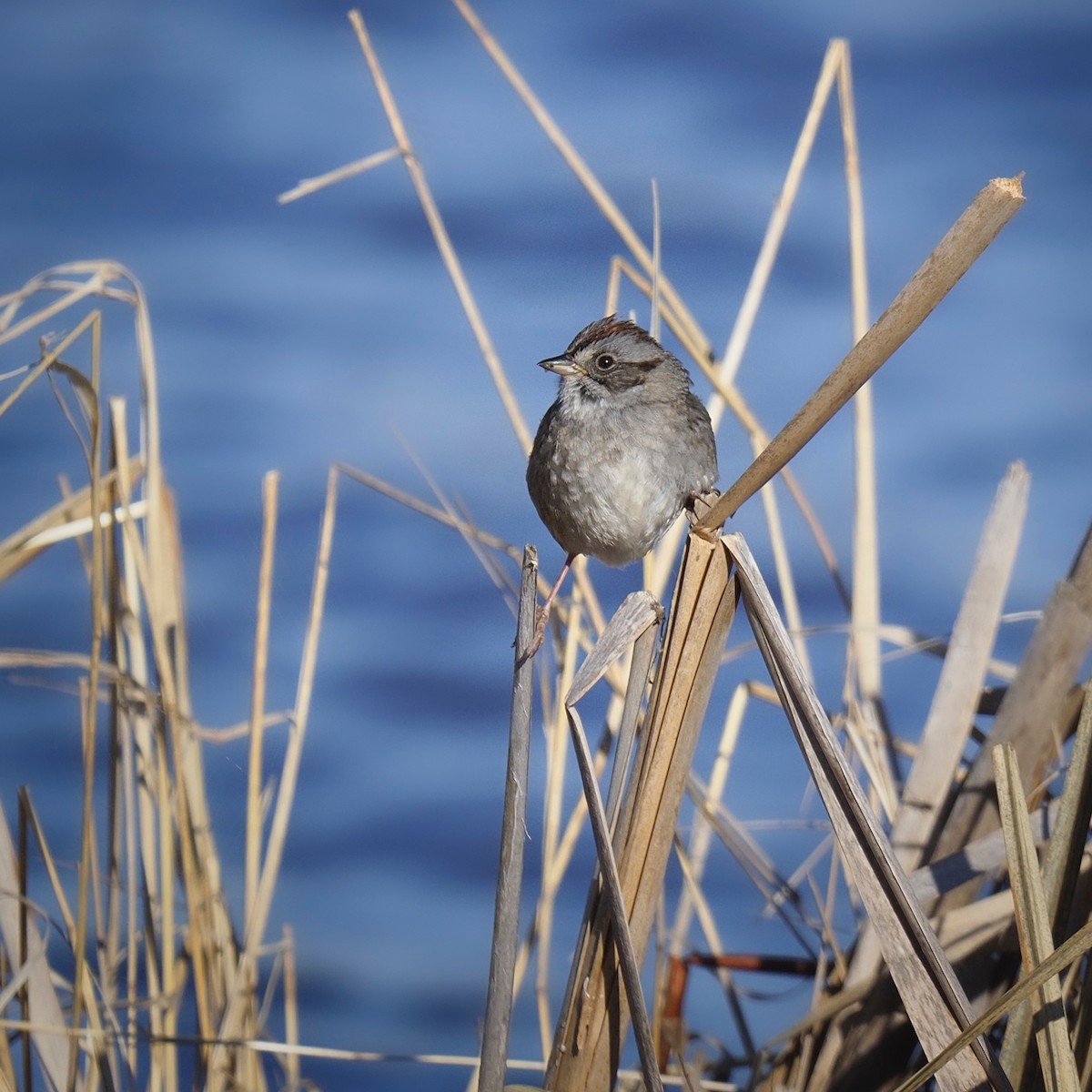 Swamp Sparrow - Bruce Gates