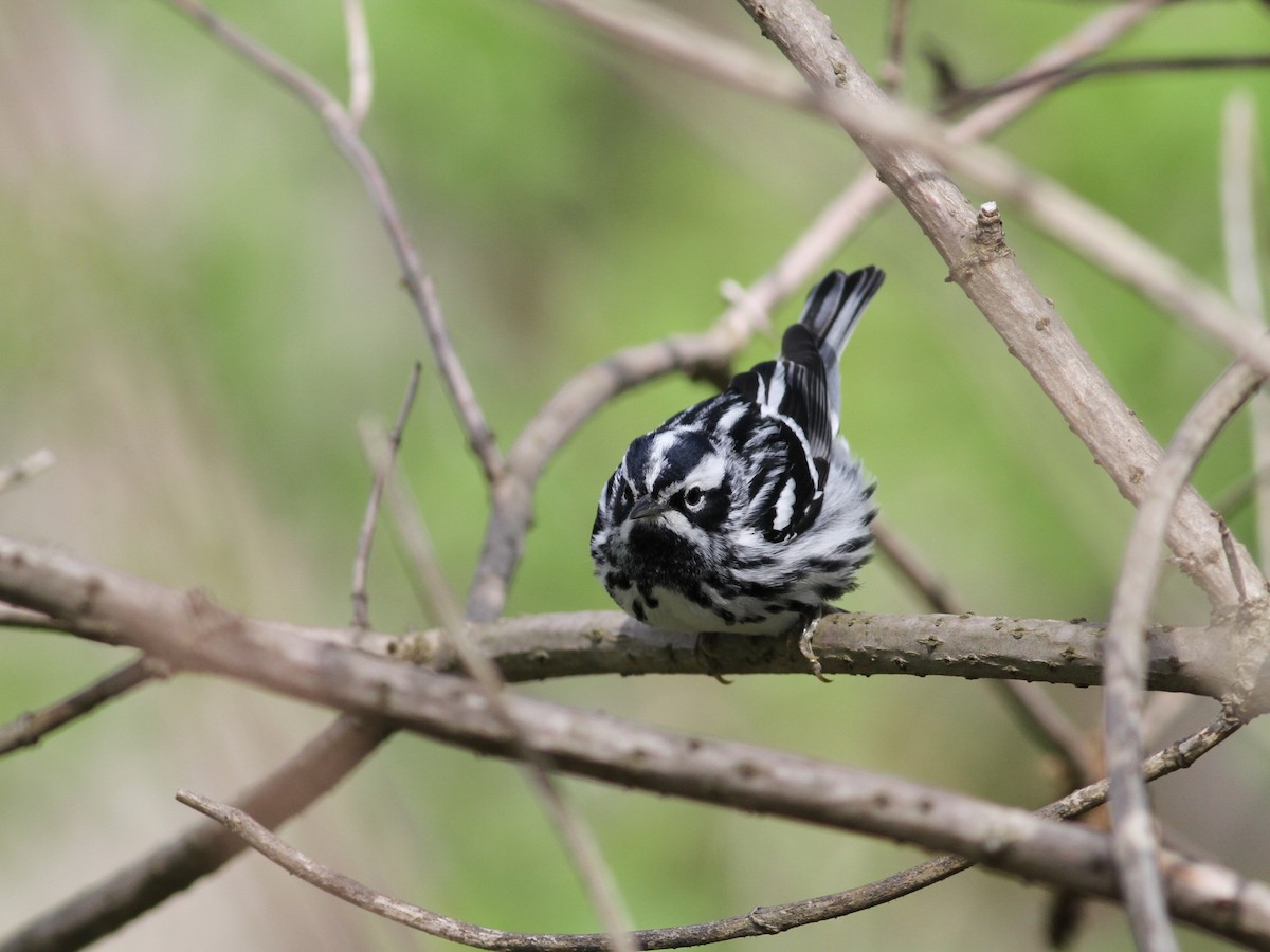 Black-and-white Warbler - Adam Sell