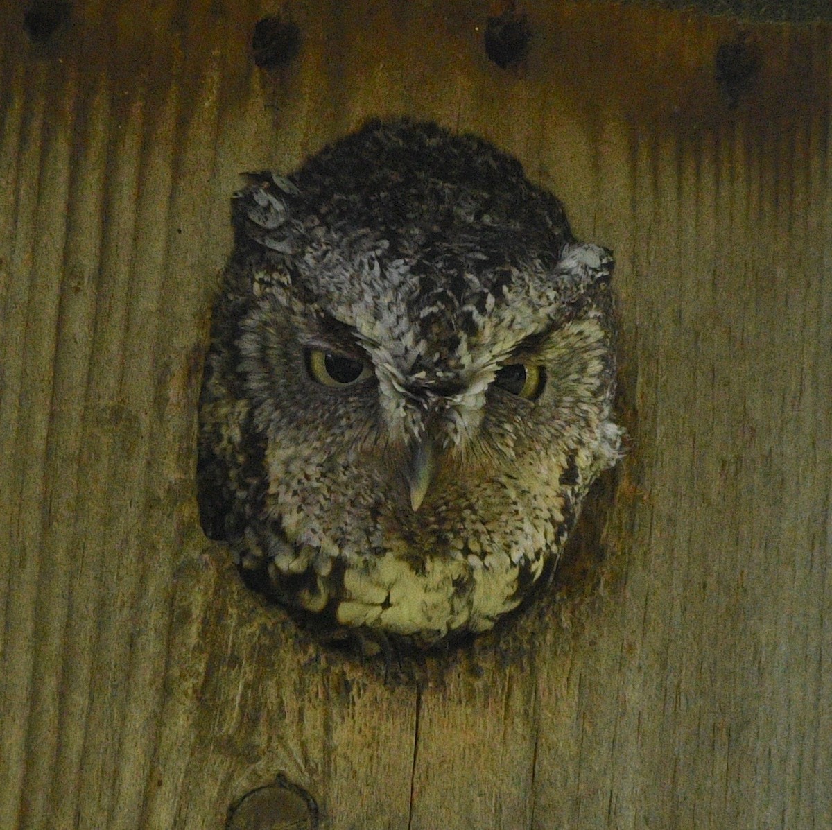 Eastern Screech-Owl - ML231790351