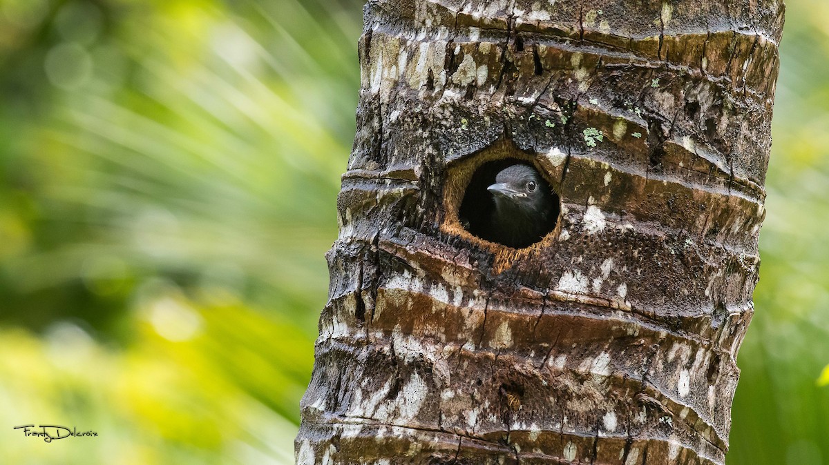 Guadeloupe Woodpecker - ML231791161