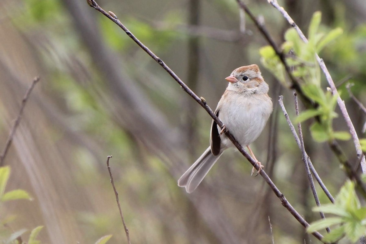 Field Sparrow - ML231791201