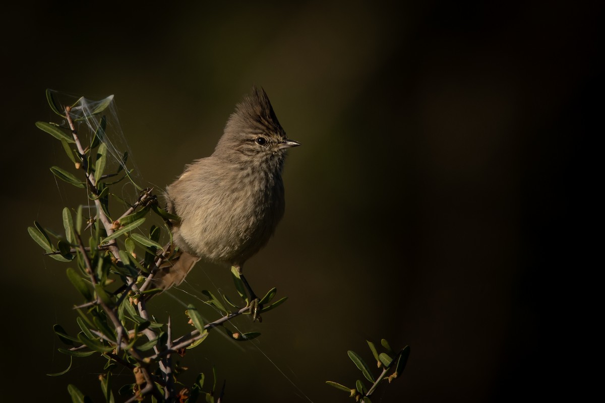 Tufted Tit-Spinetail - ML231792311