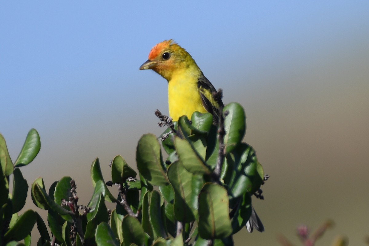 Western Tanager - Max Leibowitz