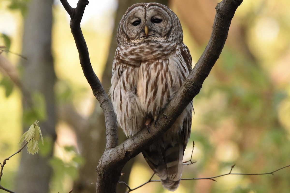 Barred Owl - ML231793681