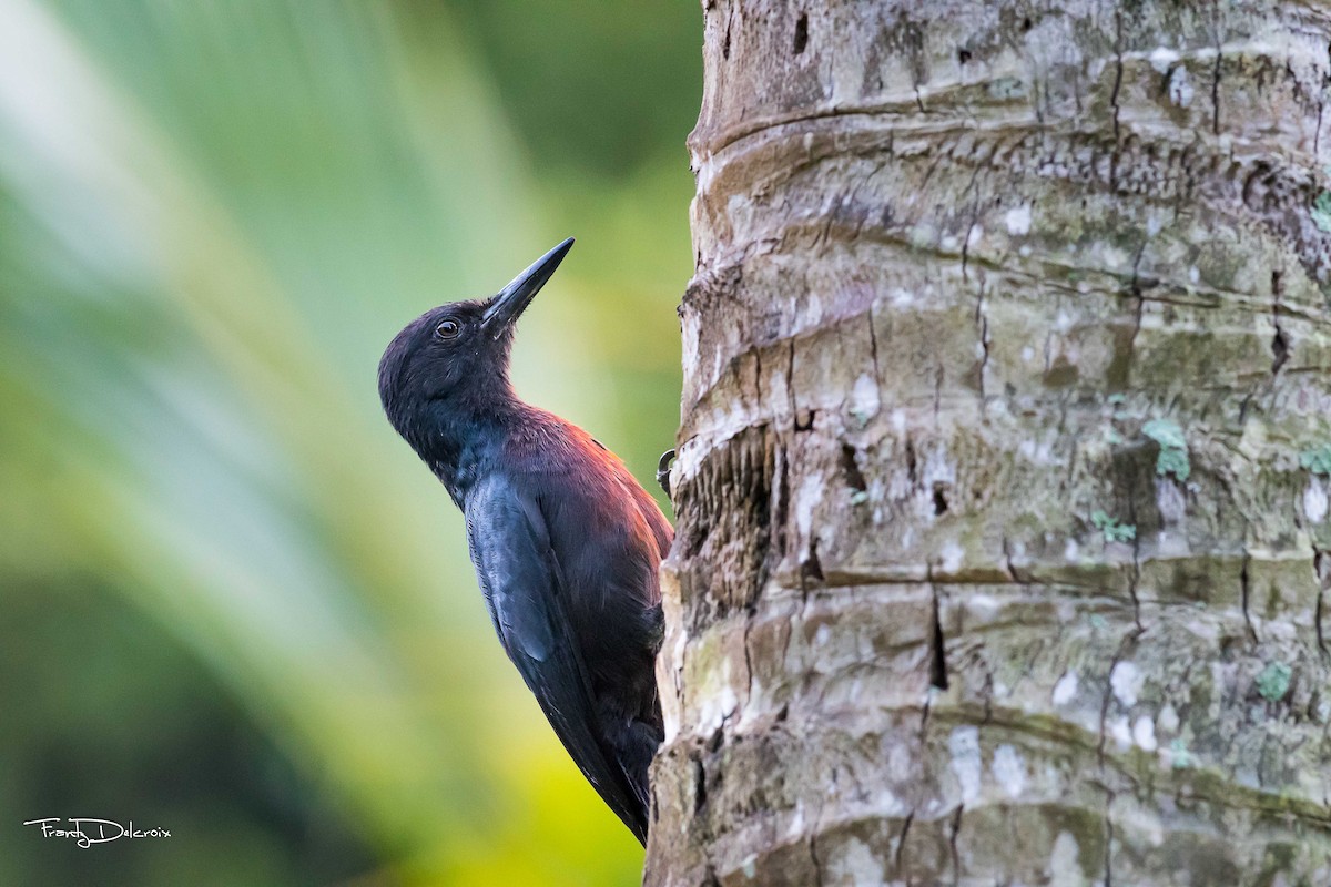 Guadeloupe Woodpecker - ML231793821