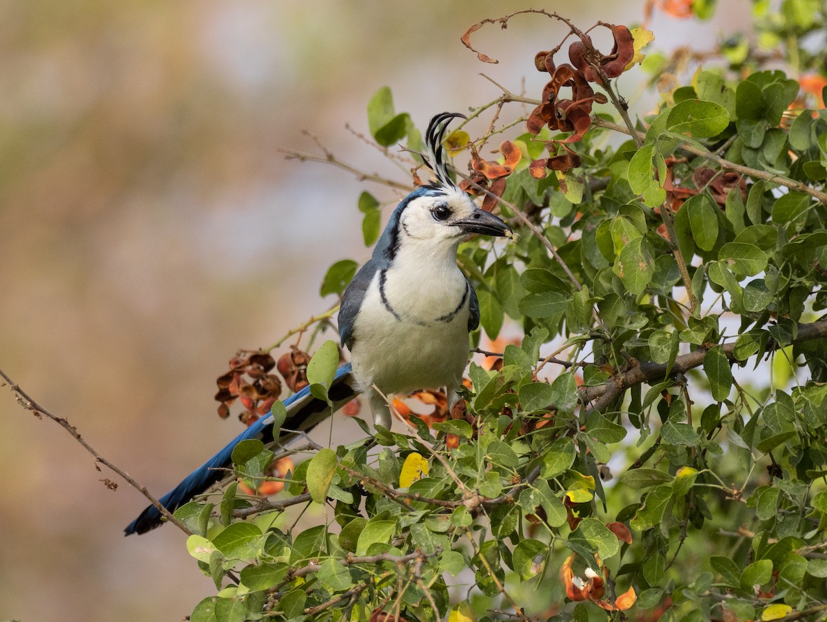 White-throated Magpie-Jay - ML231793901