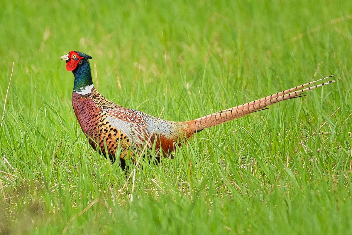 Ring-necked Pheasant - Roger Beardmore