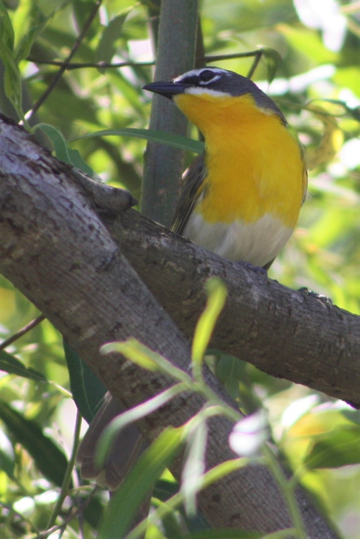 Yellow-breasted Chat - ML231799311
