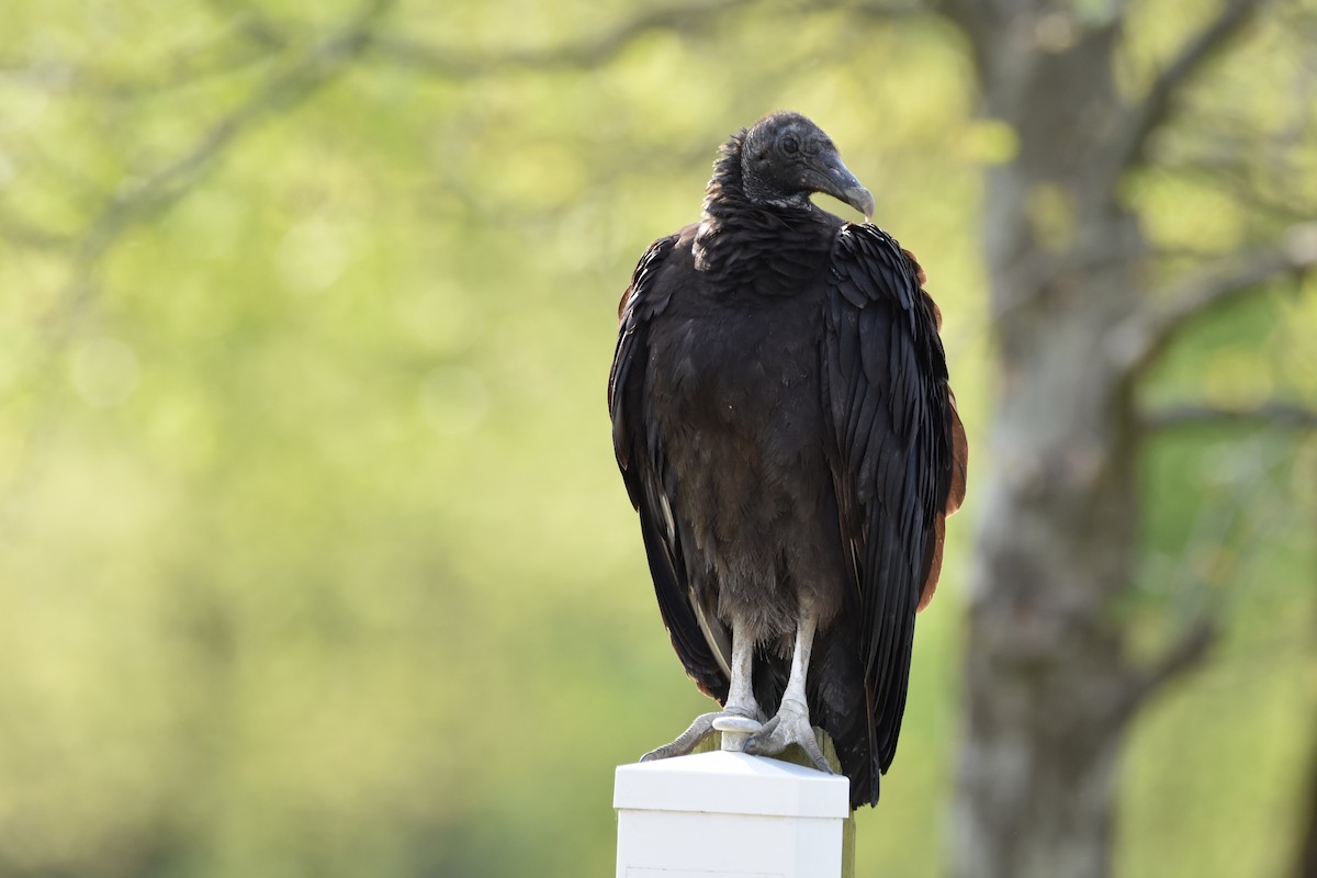 Black Vulture - Kimberly  Wagner