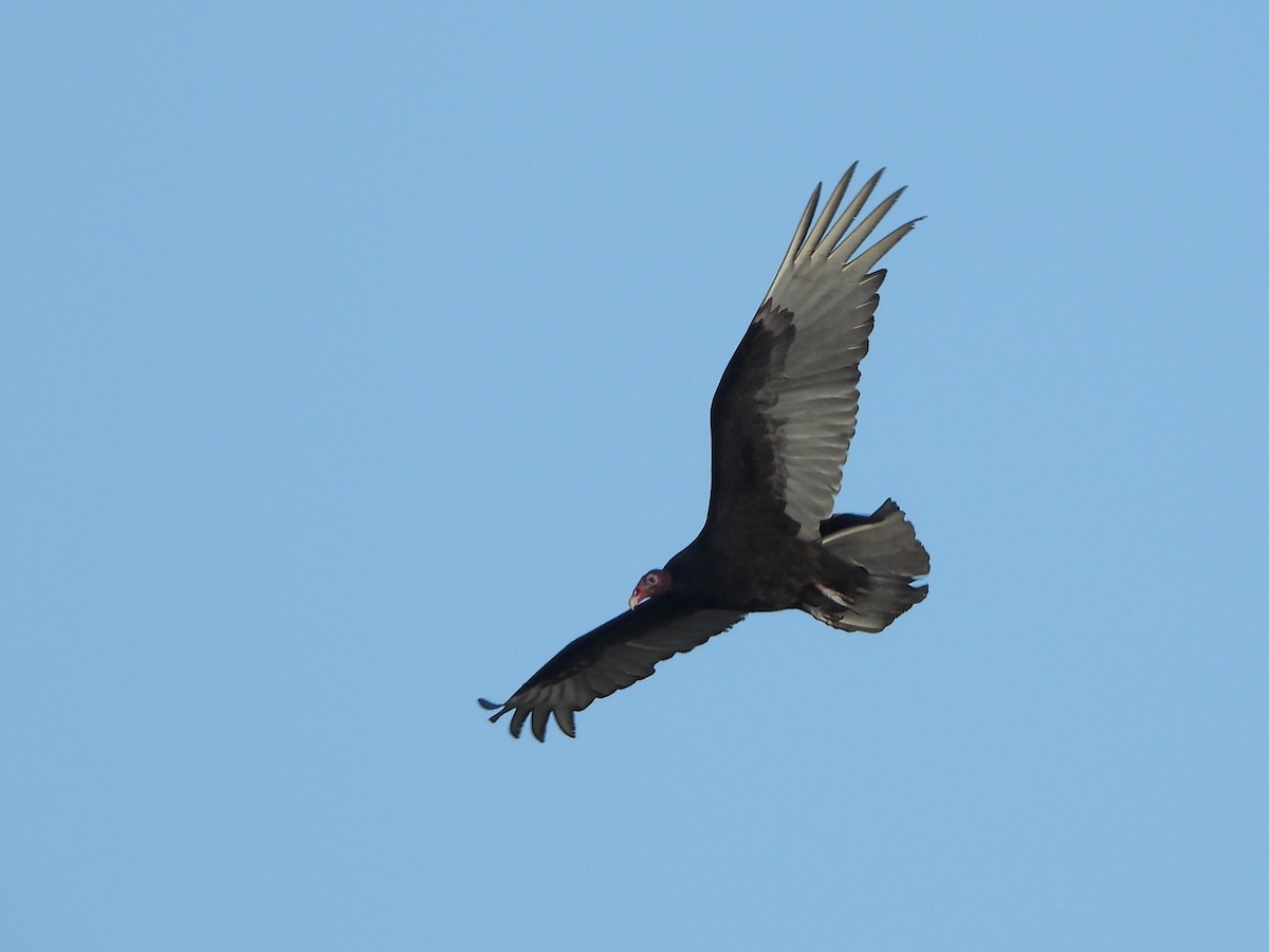 Turkey Vulture - ML231805611