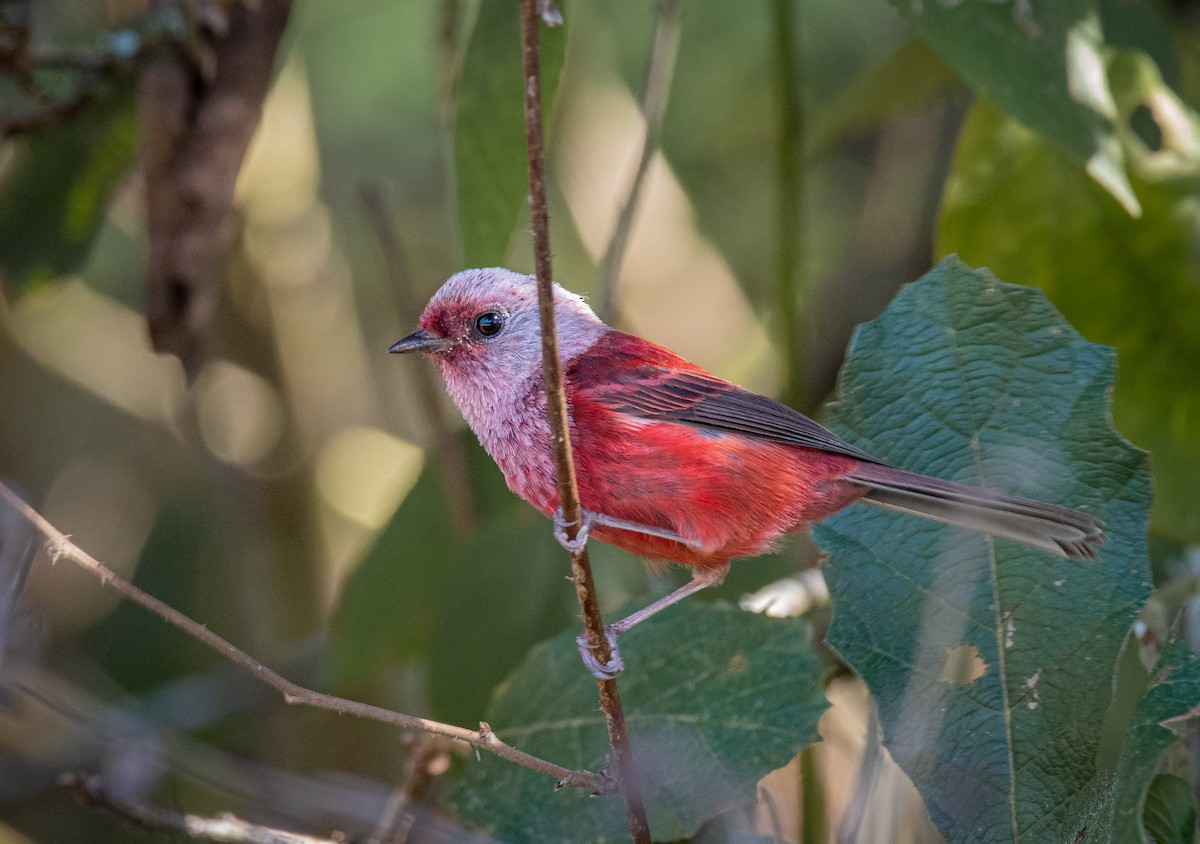 Pink-headed Warbler - ML231810241