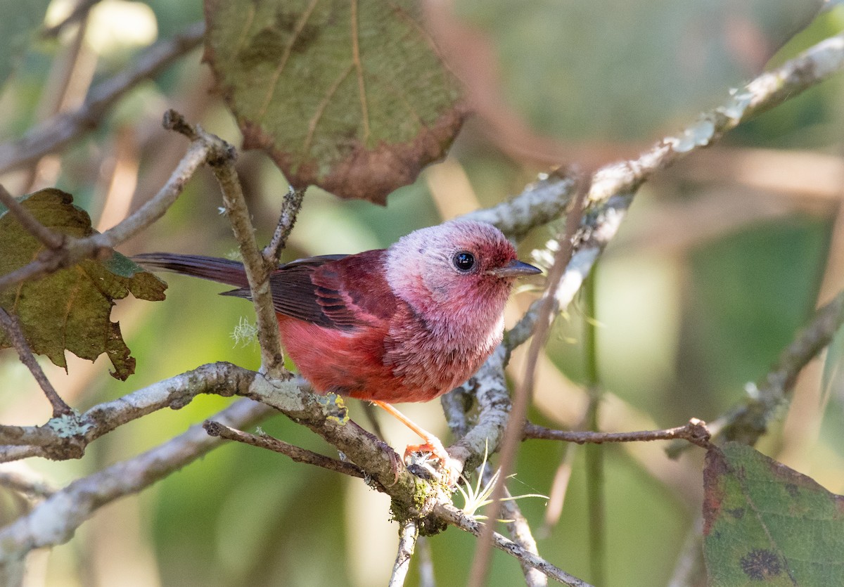 Pink-headed Warbler - ML231810291