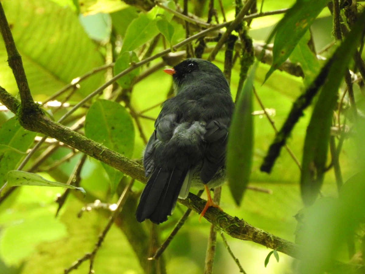 Black-faced Solitaire - ML231811471
