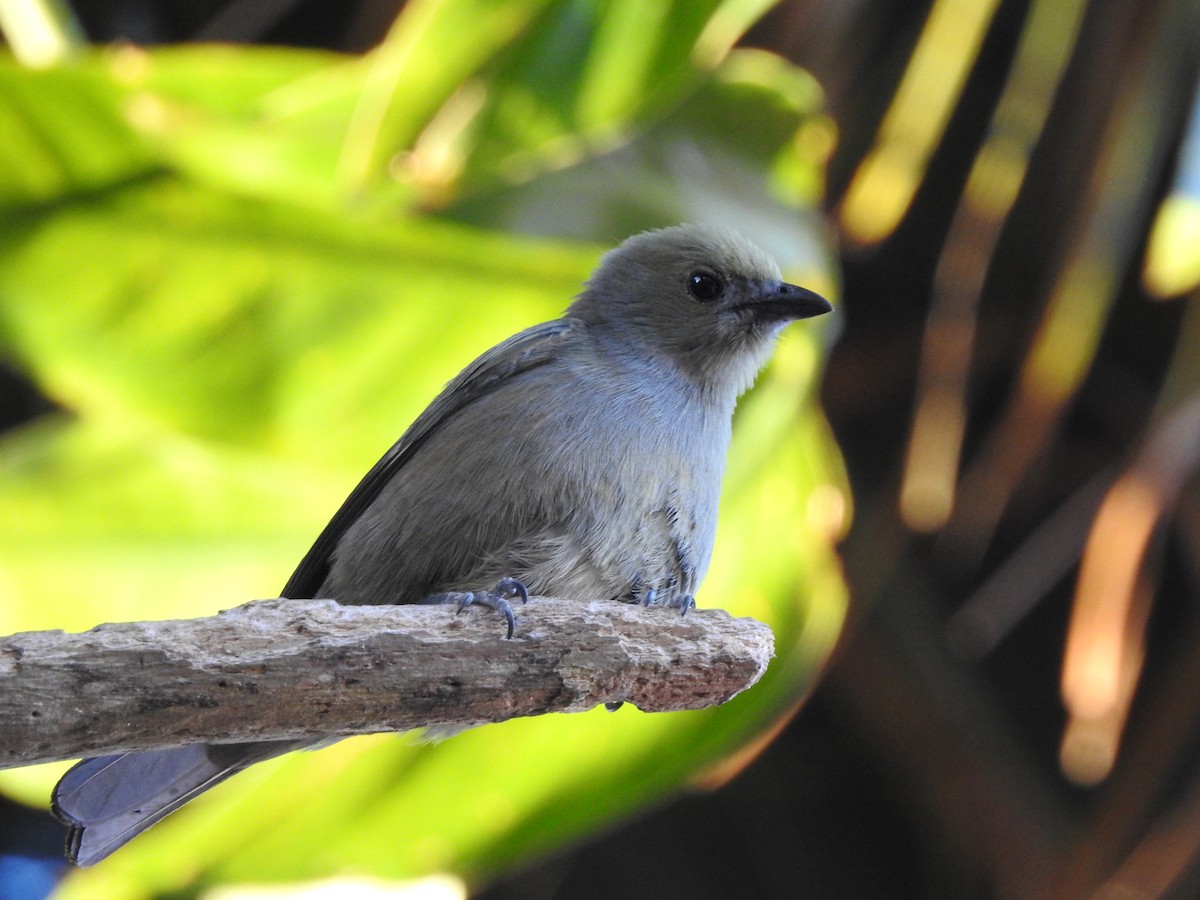 Palm Tanager - ML231812261