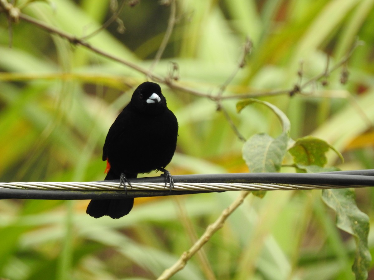 Scarlet-rumped Tanager - ML231812471