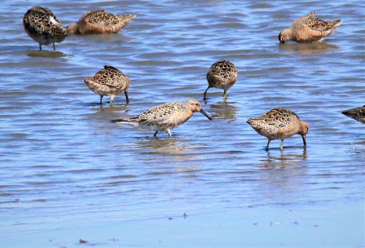 Red Knot - ML231815231