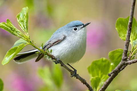 Maryland Biodiversity Project - Blue-gray Gnatcatcher (Polioptila caerulea)