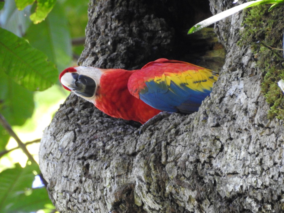 Scarlet Macaw - ML231819461