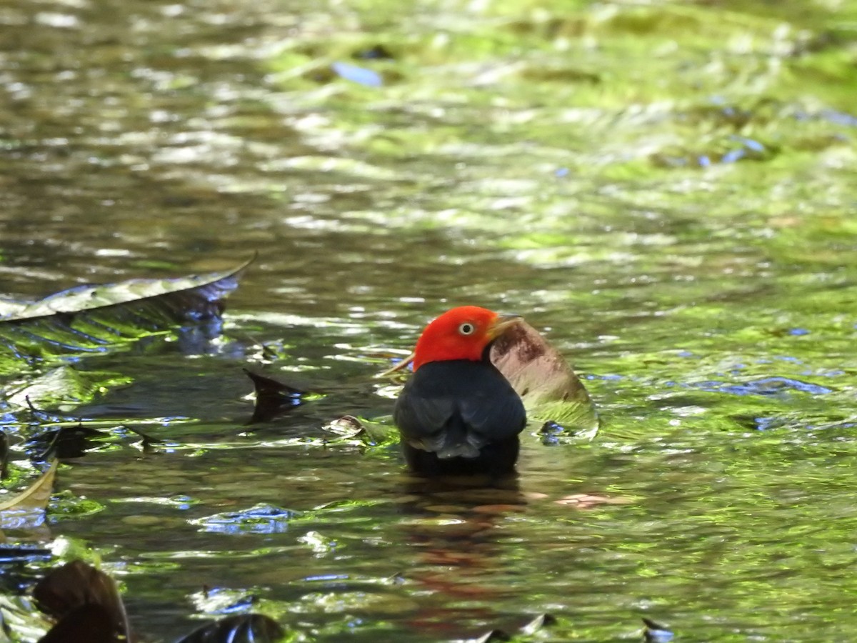 Red-capped Manakin - ML231820191