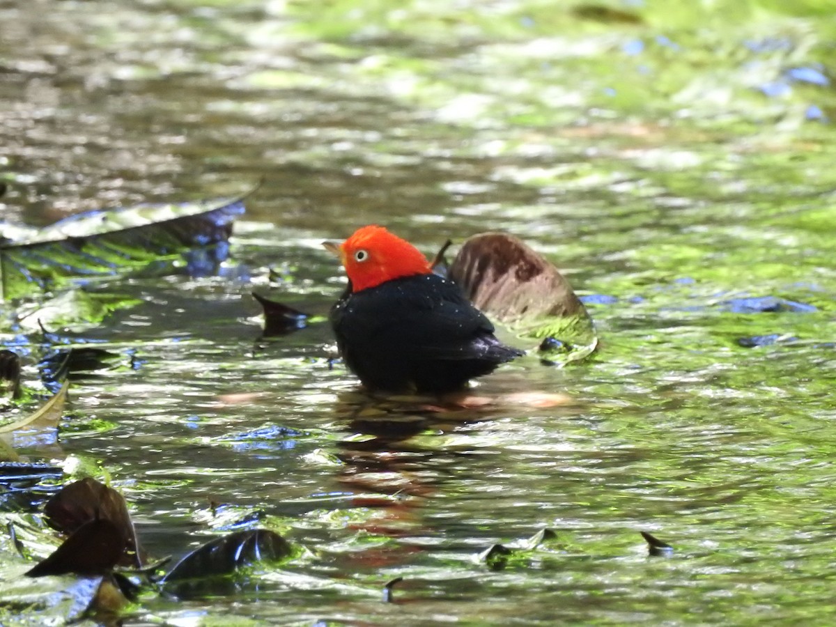 Red-capped Manakin - ML231820331