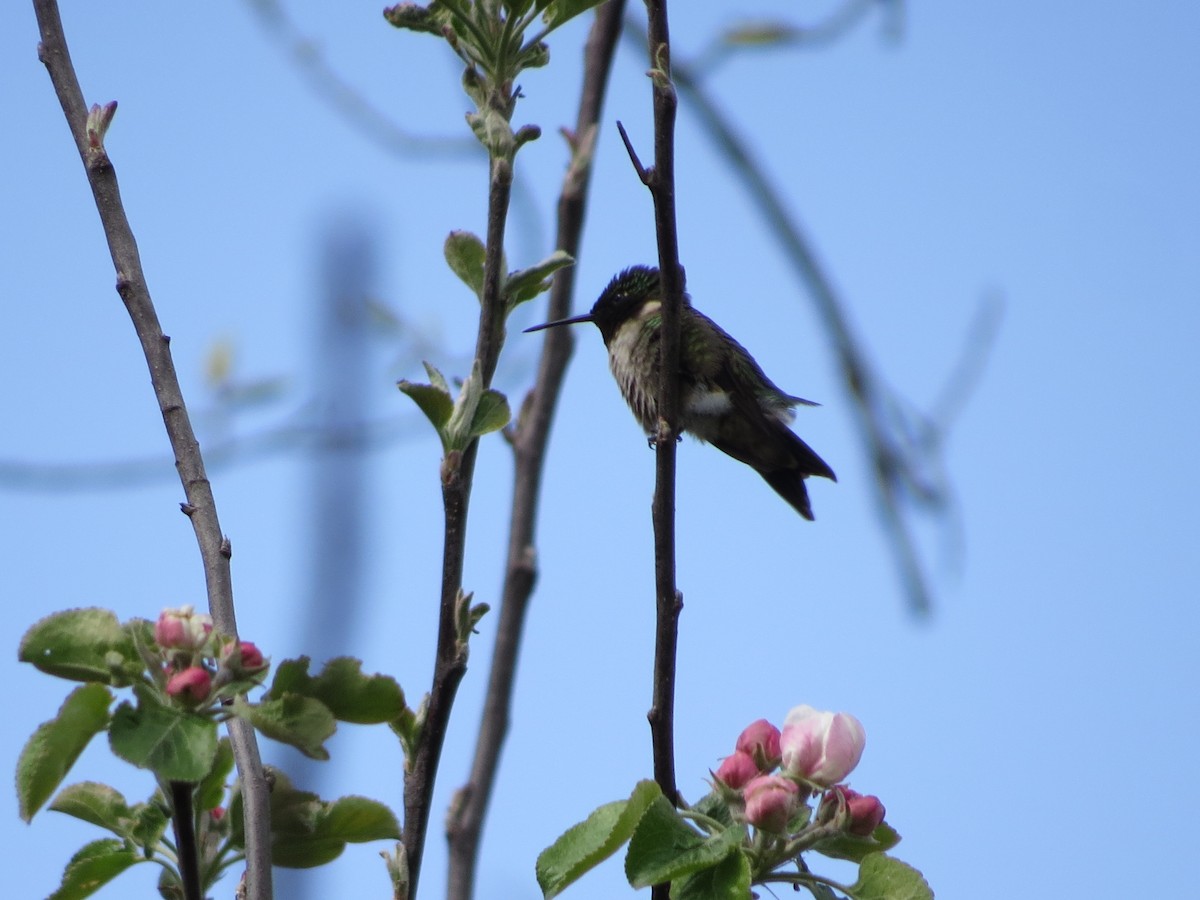 Ruby-throated Hummingbird - ML231822401
