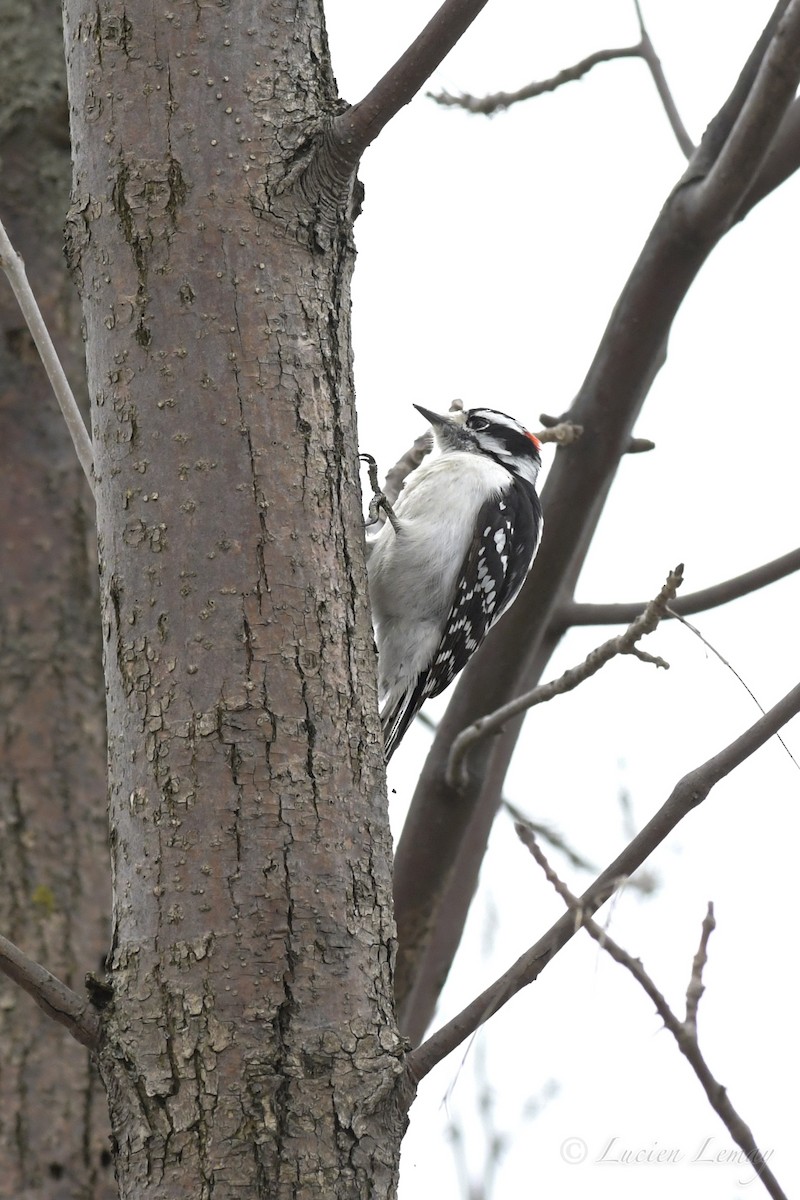Downy Woodpecker - Lucien Lemay