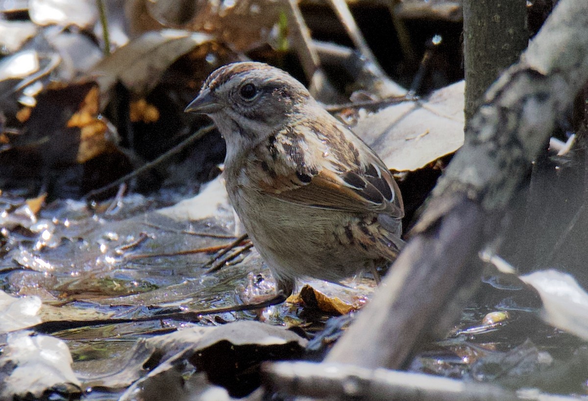 Swamp Sparrow - ML231825021