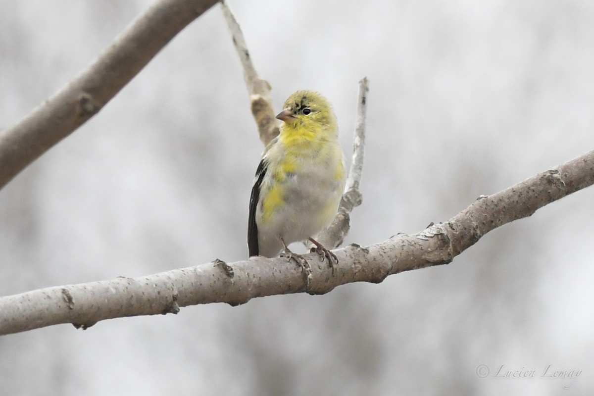 American Goldfinch - Lucien Lemay