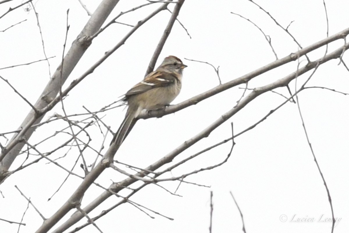 American Tree Sparrow - ML231825621