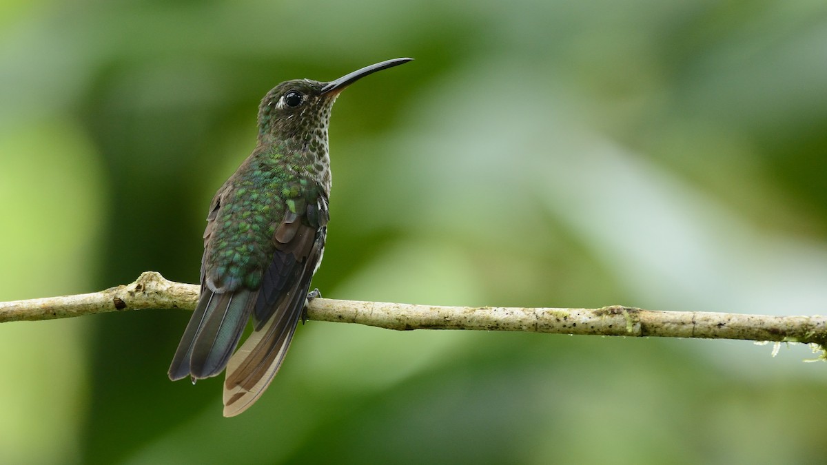 Many-spotted Hummingbird - Miguel Aguilar @birdnomad