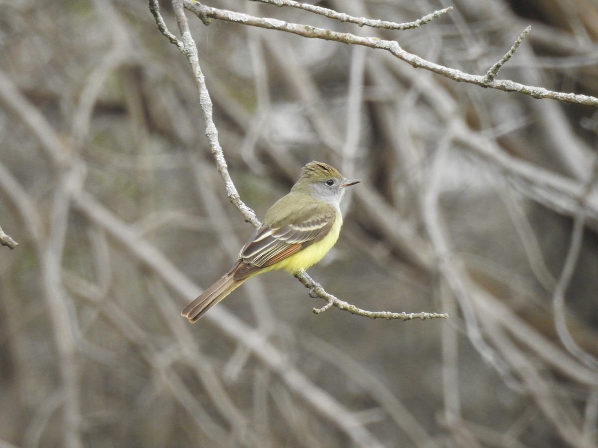 Great Crested Flycatcher - ML231827851