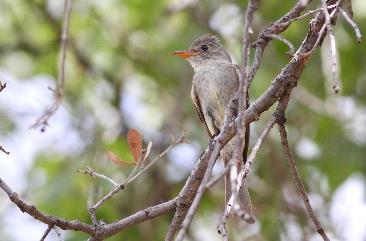 Greater Pewee - ML231828121