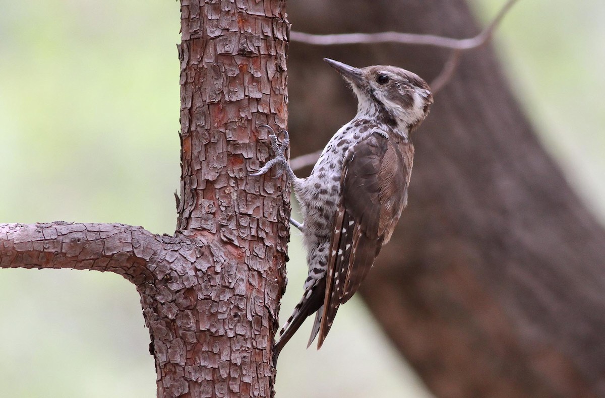 Arizona Woodpecker - Michael O'Brien
