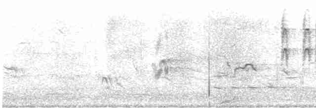 Gray Fantail (alisteri) - ML231829541