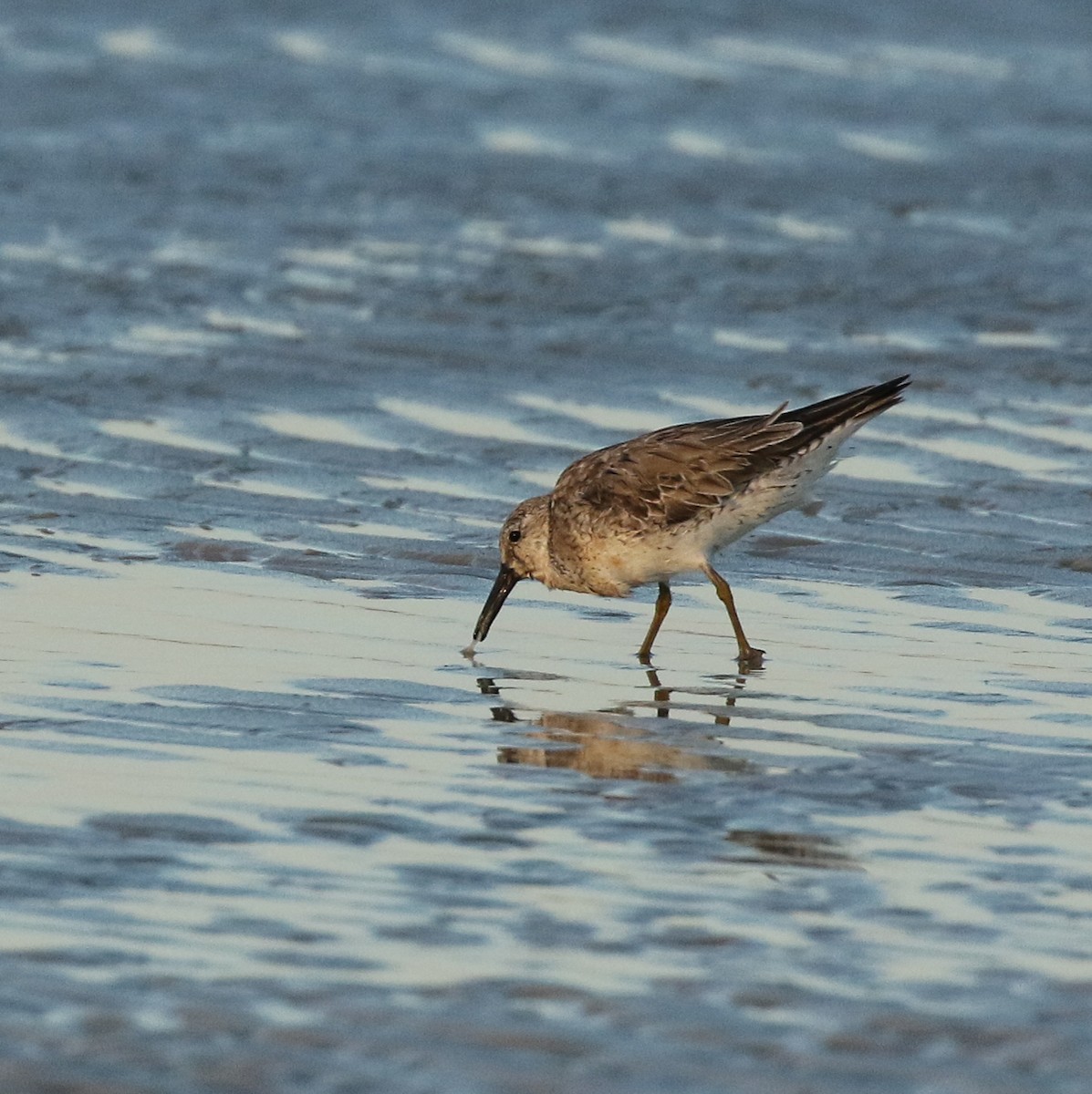 Red Knot - ML231838091