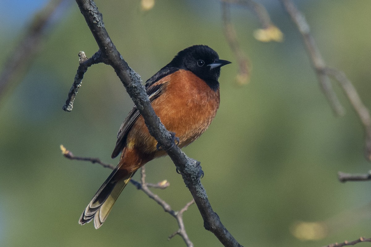 Orchard Oriole - Reed Robinson