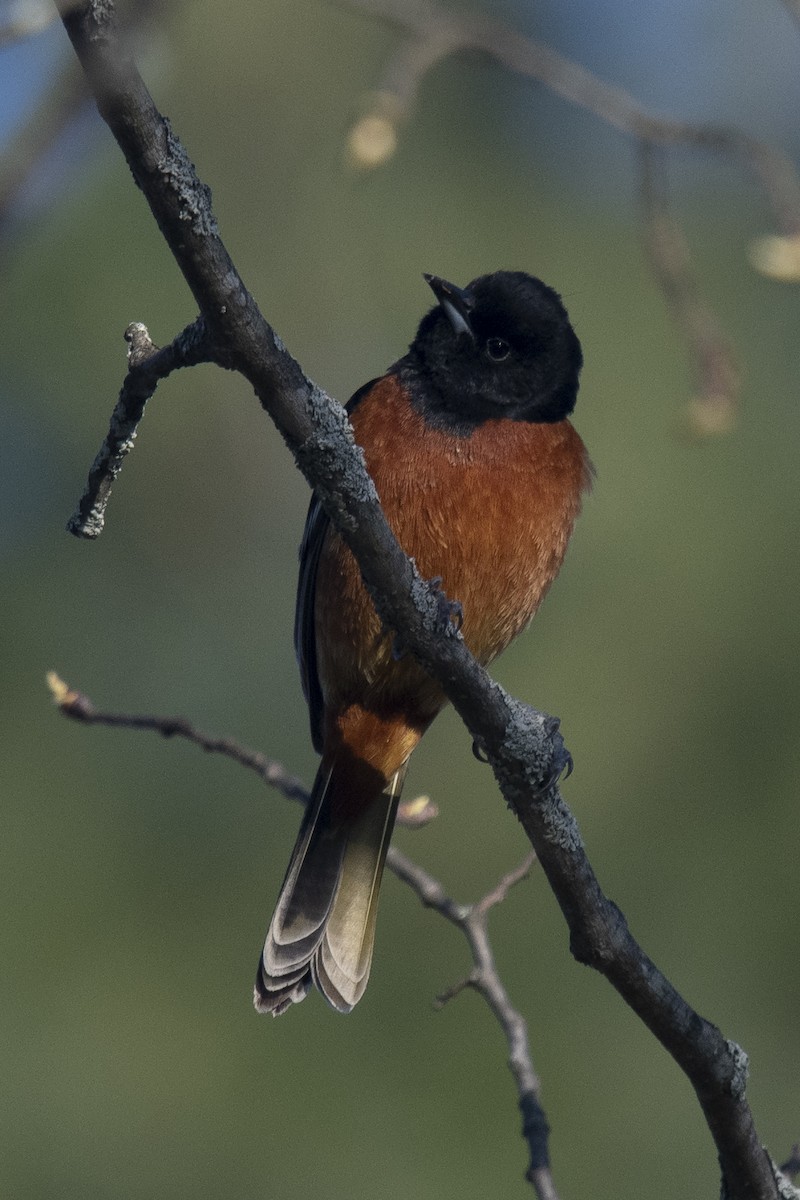 Orchard Oriole - ML231839041